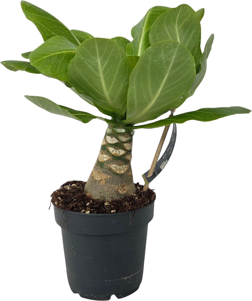 Plant in a Box - Hawaiipalm - Brighamia insignis - Hoogte 25-35cm - Pot 12cm - Exotische kamerplant tropische decoratieve plant