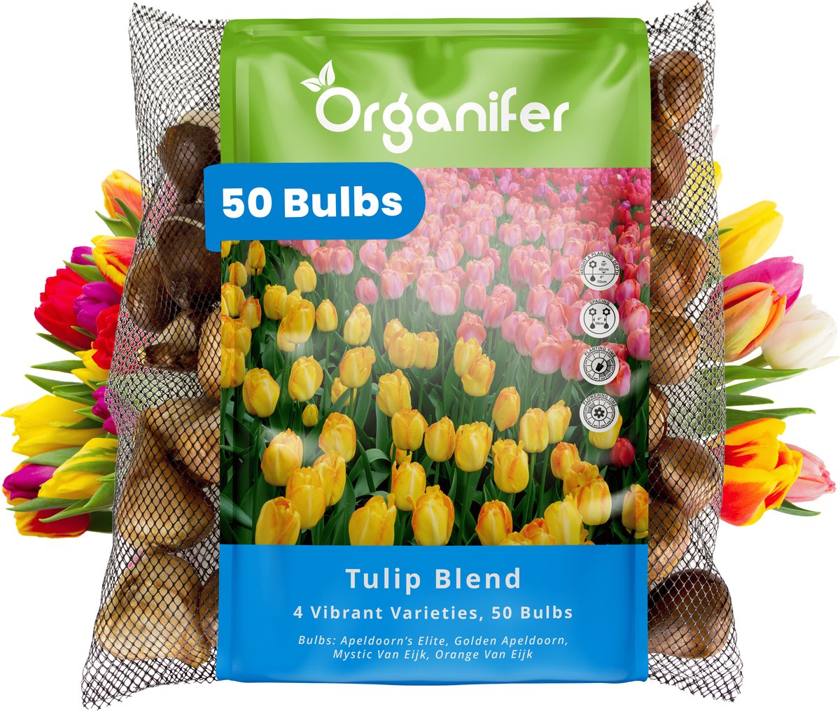 50 Tulpen - 4 Levendige Soorten - XXL Bolmaat 12 cm/+ - Bloembollen - Tulipa - Kleurenmix - Zomerbollen - Voorjaarsbollen - Trekt vlinders en bijen aan - Vaste planten - Organifer