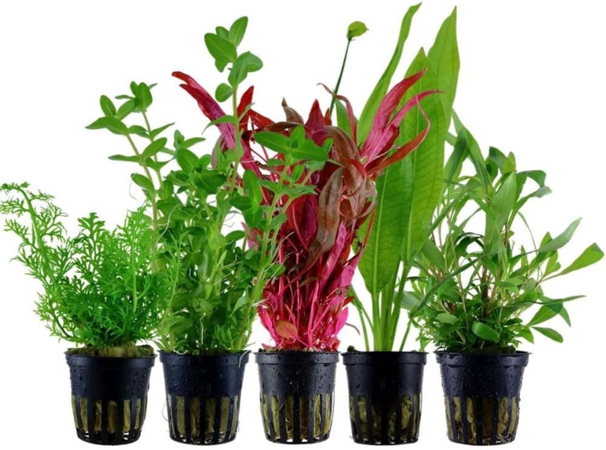 AquaOne Aquariumplanten I 5X Waterplanten I Achtergrond Aquariumplanten I Alternanthera Bacopa Echinodorus Hygrophila I Set met 5 achtergrondplanten