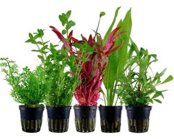 AquaOne Aquariumplanten I 5X Waterplanten I Achtergrond Aquariumplanten I Alternanthera Bacopa Echinodorus Hygrophila I Set met 5 achtergrondplanten
