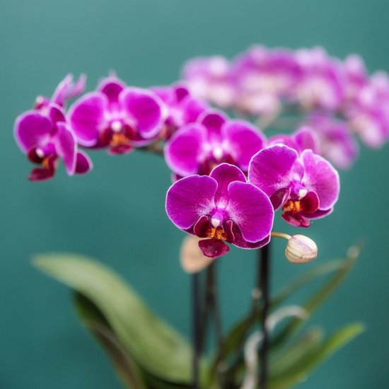 Paarse phalaenopsis orchidee met een knop, op een groene achtergrond.