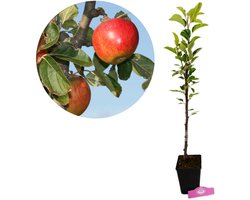 Malus domestica 'Elstar' appelboom, 1,5 liter pot