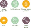 Iconen: winterhard tot -15°C, bladhoudend, bloei juni-augustus, zon, hoogte 15cm, snoeien maart-mei.