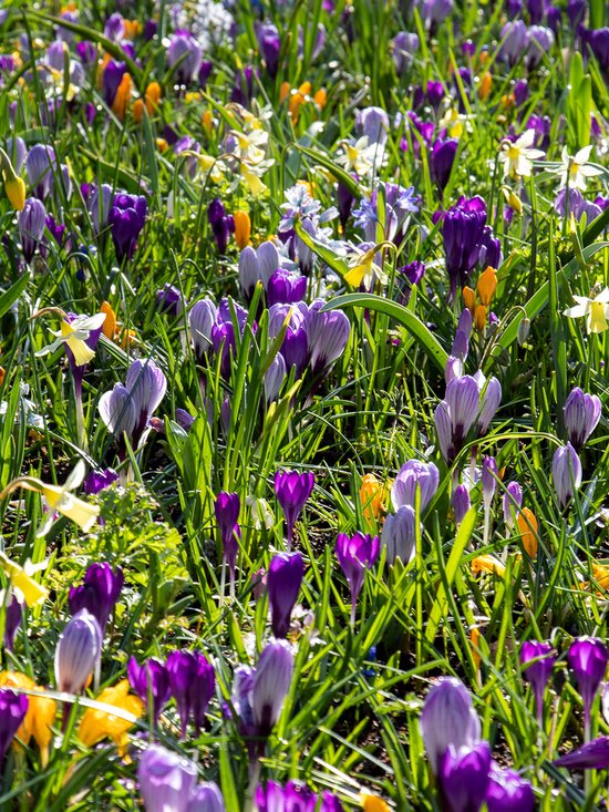 Verwilderingsbollen Pakket | 300 stuks | Meerkleurig | Voordeelverpakking