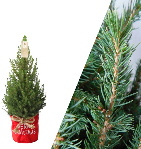 NatureNest - Kerstboom met verlichting 'Starlight' in Xmas Bag rood | 19 cm Ø | 60 cm