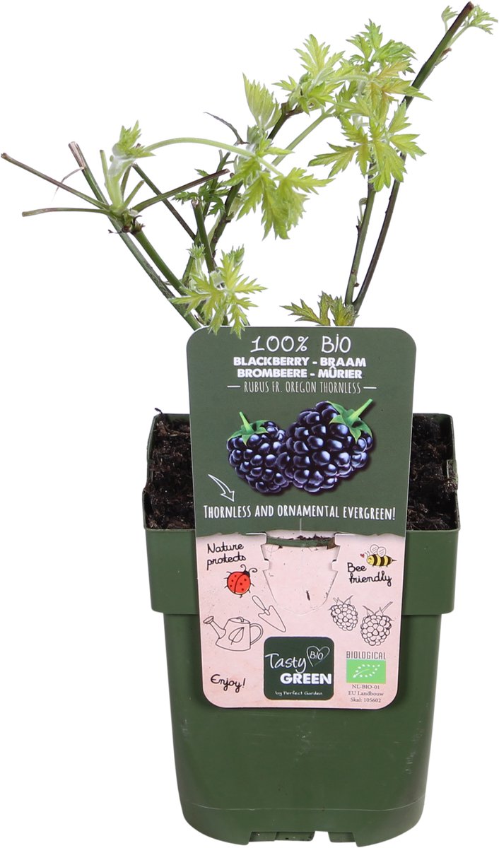 Rubus fruticosus 'Thornless Evergreen' (Klimbraam) - Geen Doornen - Hoogte: 45cm - Potmaat: Ø13cm