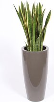 Kamerplant van Botanicly – Vrouwentongen in taupe plastic pot 'Santorini' als set – Hoogte: 130 cm – Sansevieria Laurentii