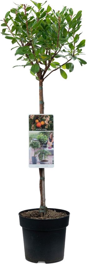 Aardbeiboom op stam - Arbutus unedo Compacta - Totale hoogte 85cm