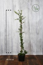 10 stuks | Vuurdoorn 'Orange Glow' Pot 40-50 cm - Bloeiende plant - Inbraakwerend - Populair bij vogels - Vruchtdragend - Wintergroen