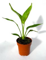 Strelitzia Reginae ⌀12cm - 30cm ↕ (Trendy, Urbanjungle, Tropisch, Kamerplant)