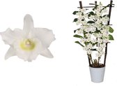 Plantjescoren.nl Dendr Nobile Apollon orchidee 60 cm wit op rek ↕ 60 cm Pot Ø 12 cm