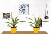 2x Kamerplant Monstera Deliciosa Tauerii – Gatenplant - ±  30cm hoog – 12cm diameter - in gele pot