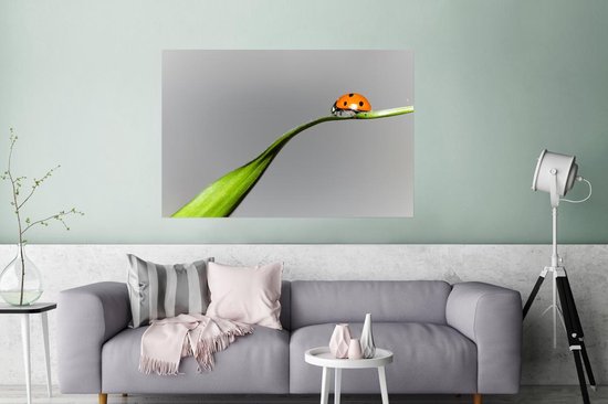 Poster Coccinelle printanière sur herbe 150x75 cm - Tirage photo sur Poster (décoration murale salon / chambre) / Poster Animaux