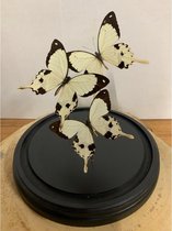 Vtw Living - Vlinder in Glazen Stolp - Vlinders - Wit - 23 cm hoog