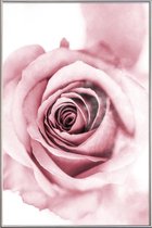 JUNIQE - Poster met kunststof lijst Roze pioenroosblaadjes -40x60