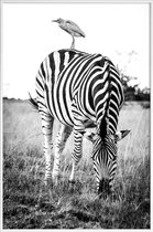 JUNIQE - Poster met kunststof lijst Zebra and Friend -13x18 /Wit &