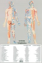 Het menselijk lichaam - anatomie poster lymfe (Nederlands, gelamineerd, A2) + ophangsysteem