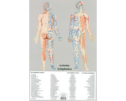 Het menselijk lichaam - anatomie poster lymfe (Nederlands, gelamineerd, A2) + ophangsysteem