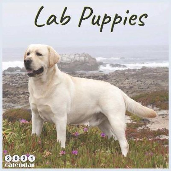Lab Puppies 2021 Calendar, 365 Days Calendars | 9798672784533 | Boeken