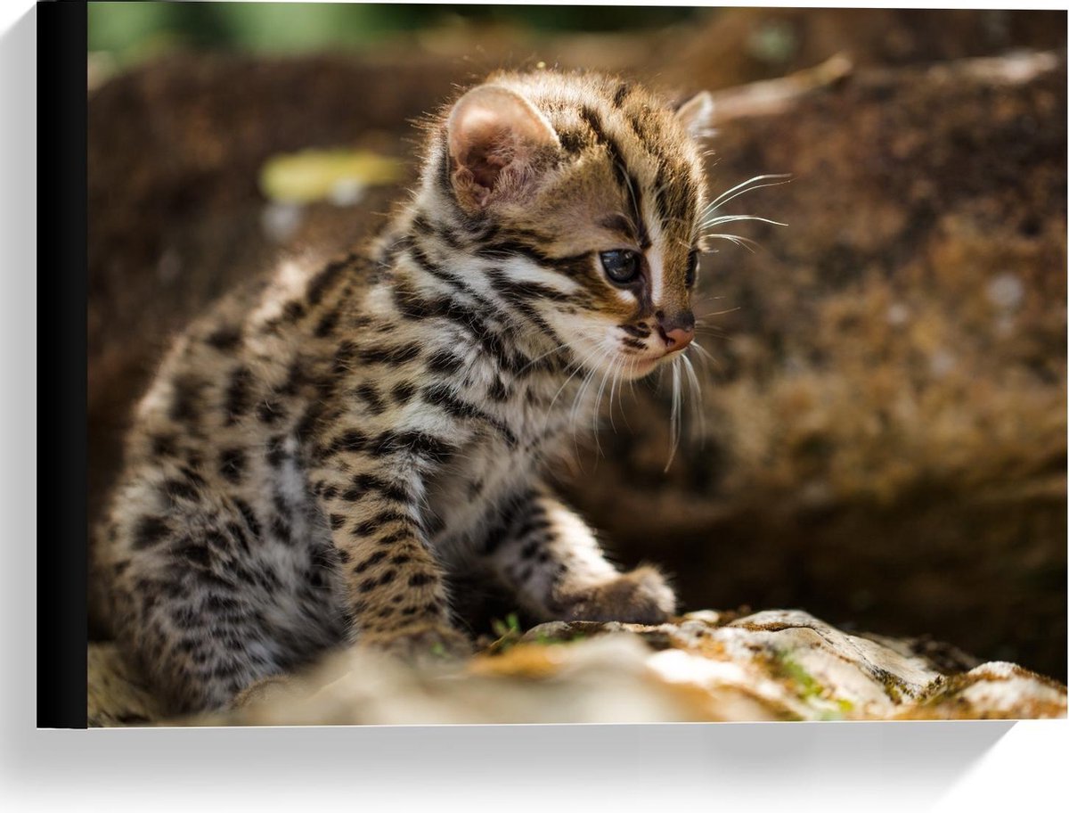 Canvas - Baby Tijger - 40x30cm Foto op Canvas Schilderij (Wanddecoratie op Canvas)