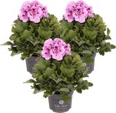 Franse Geranium | Pelargonium roze per 3 stuks - Buitenplant in kwekerspot ⌀12 cm - ↕20-25 cm