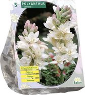 Baltus Polyanthus Turberosa bloembollen per 5 stuks