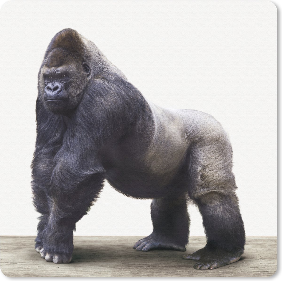 Muismat Animalprintshop - Gorilla dierenprint muismat rubber - 20x20 cm - Muismat met foto