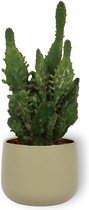 Cactus Opuntia Monacantha - Schijfcactus - ±25 cm hoog – 12cm diameter - in groene sierpot