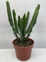 Cactus- Euphorbia Hermantiana- 17cmØ- ±40cm hoog