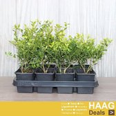 12x Japanse Hulst - Ilex crenata 'Green Hedge' - Haagplant - Pot 9x9 cm
