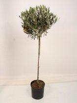Kamerplant van Botanicly – Olijf boom – Hoogte: 100 cm – Olea europeae