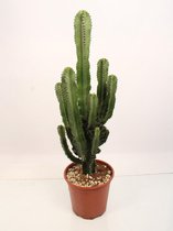 Cactus van Botanicly – Cactus – Hoogte: 95 cm – Euphorbia Eritrea
