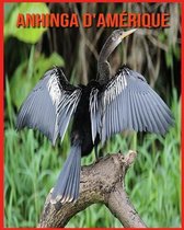 Anhinga d'Amerique