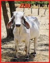 Zebu