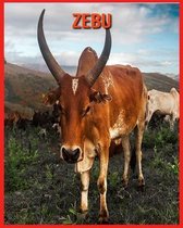 Zebu