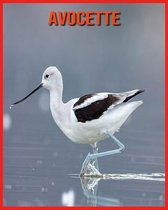 Avocette