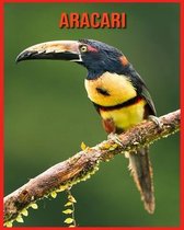 Aracari