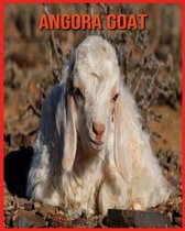 Angora Goat