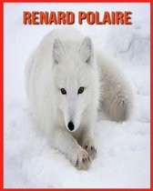 Renard Polaire