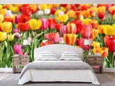 Professioneel Fotobehang Tulpenveld - oranje geel - Sticky Decoration - fotobehang - decoratie - woonaccessoires - inclusief gratis hobbymesje - 562 cm breed x 380 cm hoog - in 7 verschillend