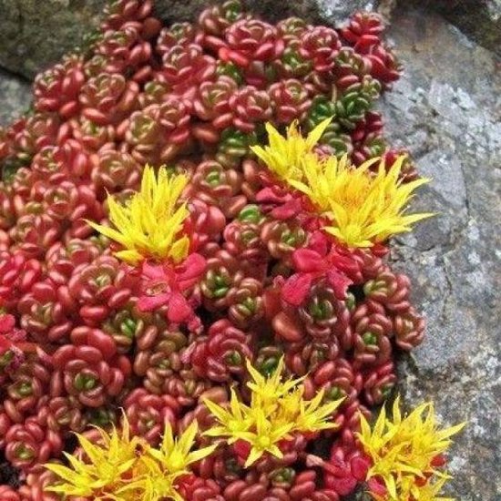 Foto: 6x vetkruid sedum oreganum p9 pot 9x9 