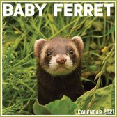 Baby Ferret Calendar 2021