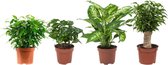 FloriaFor - Combibox Hippe Kamerplanten (Ficus 'Green Kinky', Koffieplant, Dieffenbachia Compacta, Ficus Natasja) - - ↨ 25cm - ⌀ 12cm