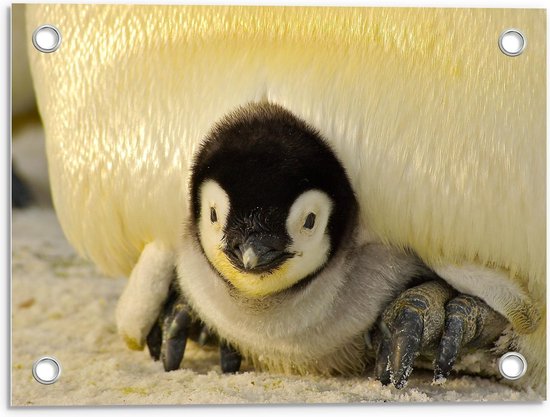 Tuinposter – Kleine Pinguïn in de Sneeuw - 40x30cm Foto op Tuinposter  (wanddecoratie voor buiten en binnen)