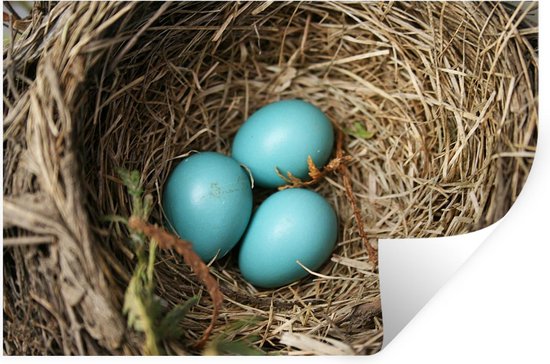 Muursticker Roodborstje - Drie blauwe eieren vanroodborstje liggen innest -  90x60 cm -... | bol.com