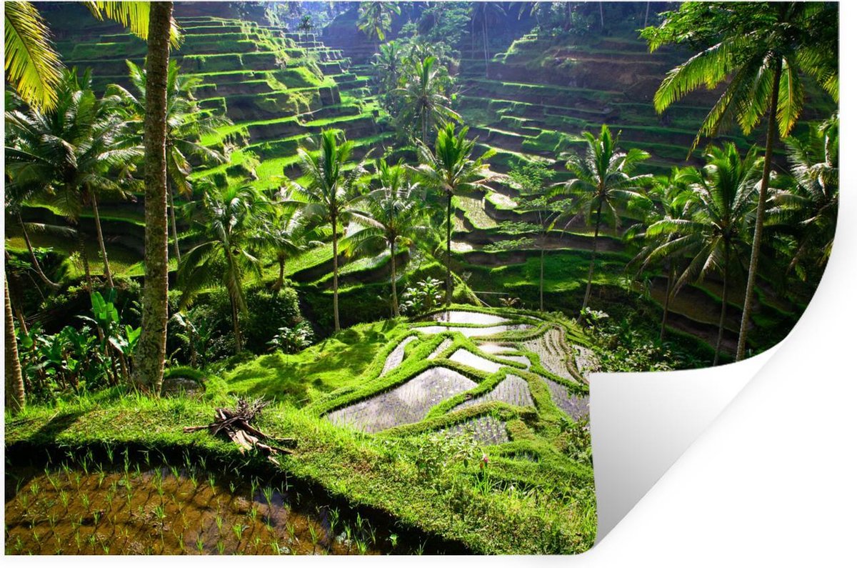 Muurstickers - Spectaculaire rijstvelden ten noorden van Ubud - 120x80 cm - Plakfolie - StickerSnake