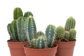 Ikhebeencactus Interieur set (12 cm) 3st Cactus