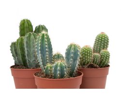 Ikhebeencactus Interieur set (12 cm) 3st Cactus