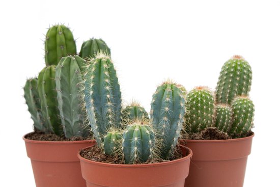scheuren portemonnee Kan weerstaan Ikhebeencactus Interieur set (12 cm) 3st Cactus | bol.com