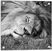 Tuinposter – Slapende Leeuw - 50x50cm Foto op Tuinposter  (wanddecoratie voor buiten en binnen)
